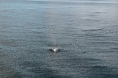 Balaenoptera acutorostrata