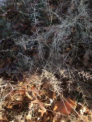 Eragrostis barrelieri