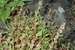 Rumex bucephalophorus