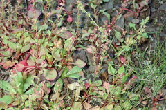 Rumex bucephalophorus