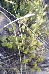Ursinia