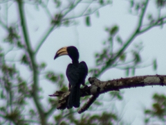 Lophoceros fasciatus