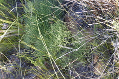 Nanobubon strictum