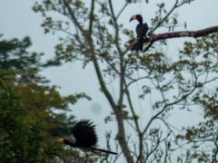 Lophoceros fasciatus