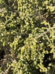 Thymelaea