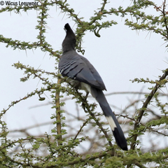 Corythaixoides leucogaster