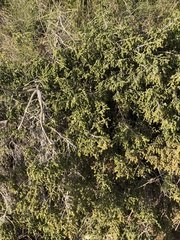 Thymelaea