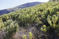 Protea lepidocarpodendron