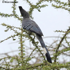 Corythaixoides leucogaster