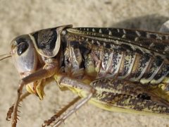 Decticus albifrons