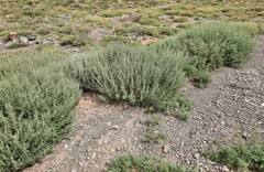 Artemisia santolinifolia