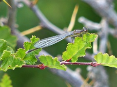 Cyanallagma interruptum