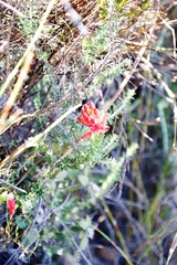 Erica cerinthoides cerinthoides