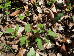 Clematis