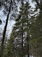 Lathrobium pallidipenne