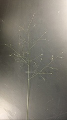 Panicum philadelphicum