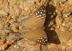 Marpesia merops