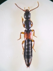 Lathrobium pallidipenne
