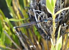 Cyanallagma interruptum