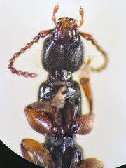 Lathrobium pallidipenne