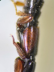 Lathrobium pallidipenne