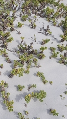 Tetragonia decumbens