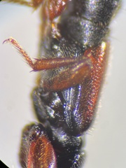 Lathrobium pallidipenne