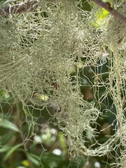 Ramalina usnea
