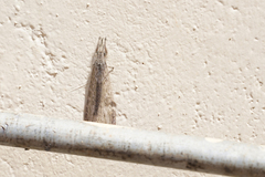 Acanthaclisini