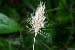 Cynosurus echinatus