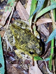 Platyplectrum ornatum