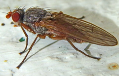 Heleomyzinae