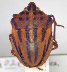 Graphosoma semipunctatum