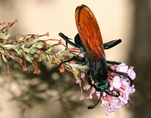 Pepsis basifusca