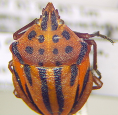 Graphosoma semipunctatum
