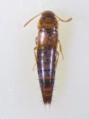 Tachyporus nitidulus