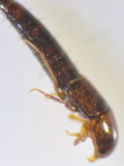 Tachyporus nitidulus