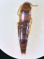 Tachyporus nitidulus