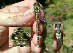 Aeshna canadensis