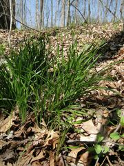 Zephyranthes atamasco