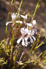 Pelargonium pinnatum