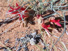 Leptosema chambersii