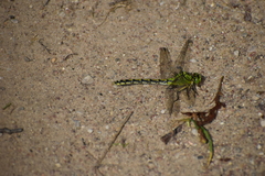 Ophiogomphus cecilia