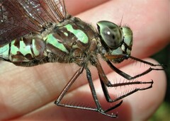 Aeshna canadensis