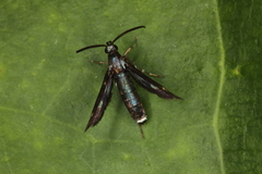Aenigmina
