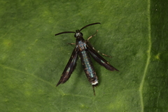 Aenigmina