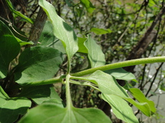 Clematis