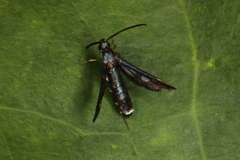 Aenigmina