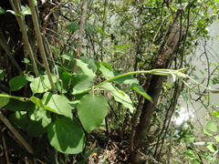 Clematis