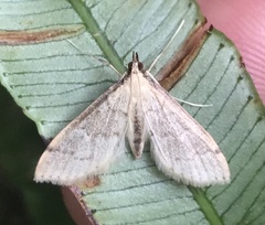 Blepharomastix ranalis
